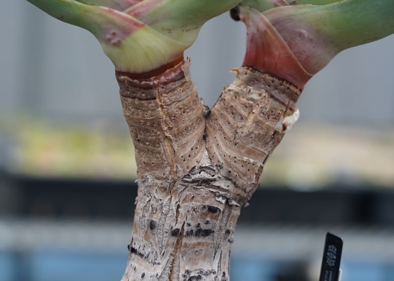 アロエ プリカティリス 多肉植物 | Pay ID アロエ プリカティリス 3頭