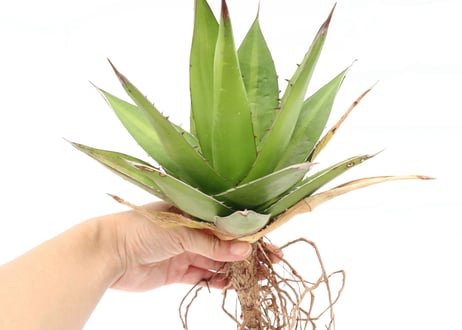Agave Ghiesbreghti