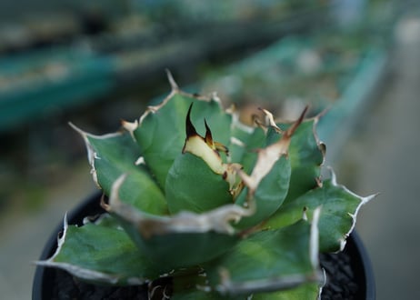 アガベ　チタノタ　鬼爪雪峰  Agave titanota “Onitsume Yukimine No.1