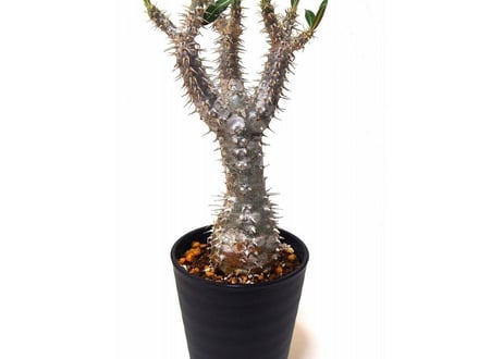 Pachypodium rosulatum   パキポディウム　ロスラーツム