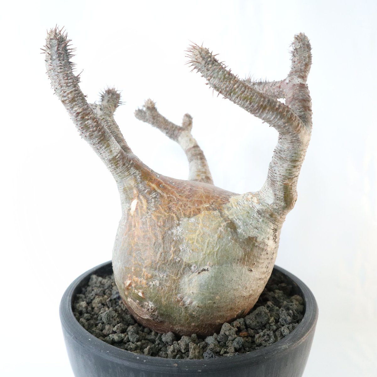 パキポディウム グラキリス 未発根株 №4 | mana's farm:塊根植物