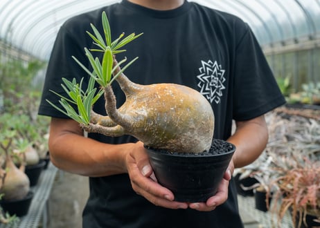 パキポディウム　グラキリス　Pachypodium Gracilius　No.3