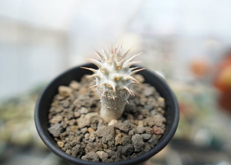 パキポディウム　デンシフローラム Pachypodium densiflorum