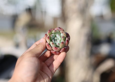 CATEGORY エケベリア | mana's green:塊根植物販売|マナズグリーン CATEGORY エケベリア | mana's green:塊根植物販売|マナズグリーン