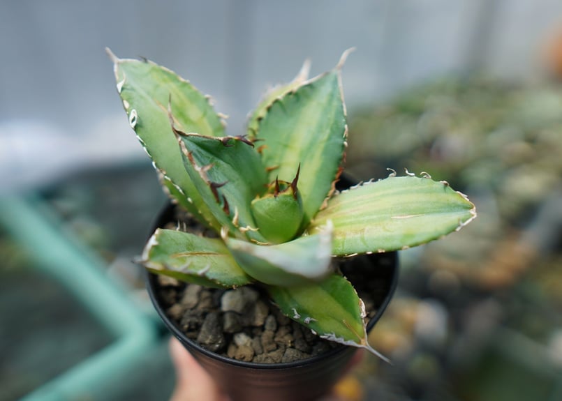 特選 アガベ チタノタ 錦 縞斑 親株 【公式通販】