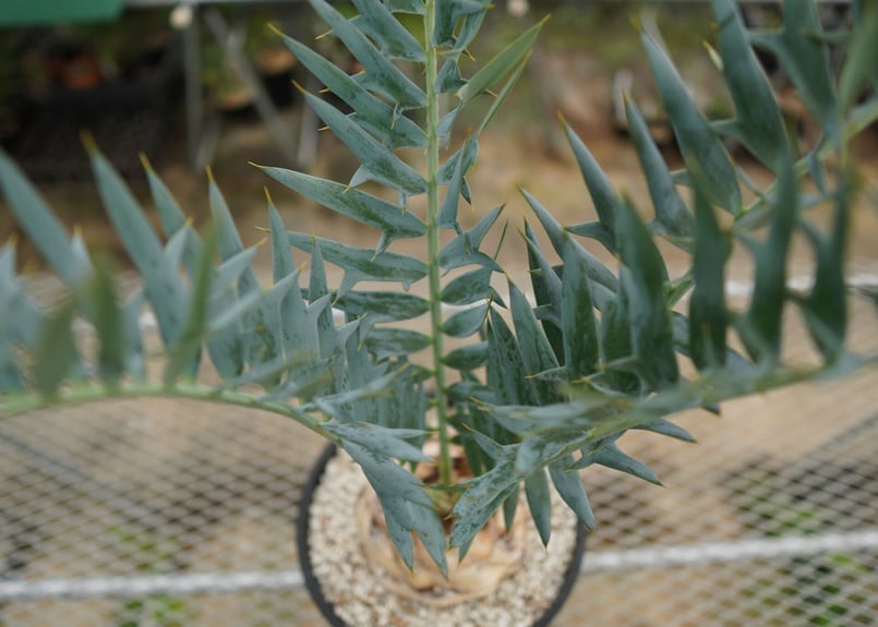 エンセファラルトス ホリダス Encephalartos horridus NO.2 | エンセファラルトス ホリダス Encephalartos horridus NO.2 |