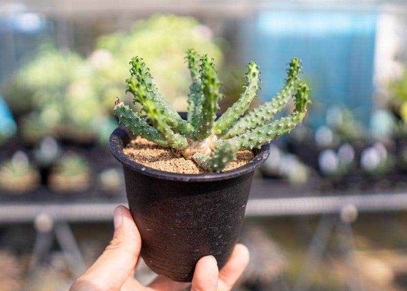 ユーフォルビア 九頭竜 | mana's farm:塊根植物・アガベ・ドライ