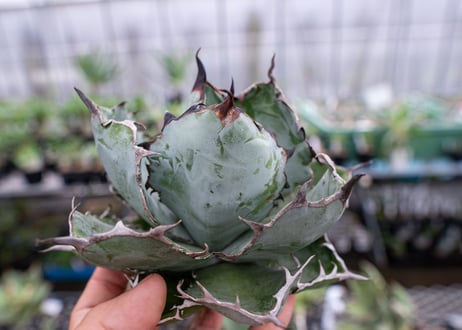 Agave titanota Agave B&B S No.2