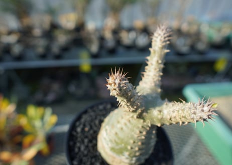 パキポディウム マカイエンセ　Pachypodium makayense　No.2