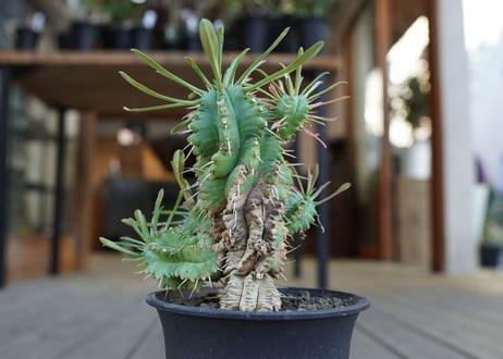 ユーフォルビア　ササガニマル　Euphorbia pulvinata