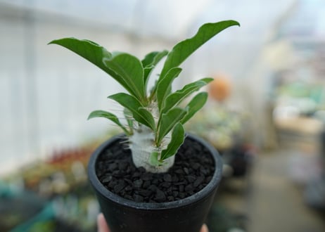 パキポディウム　サンデルシー　Pachypodeium saundersii  No.1