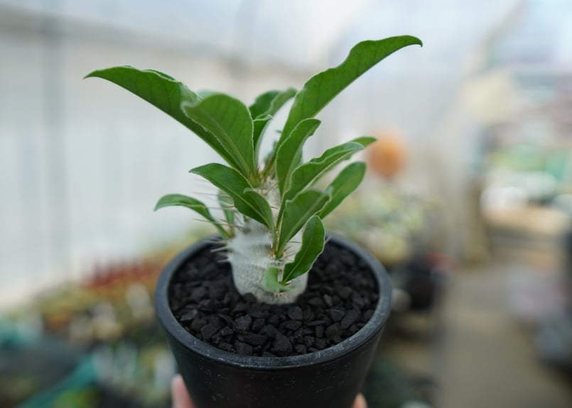 パキポディウム サンデルシー Pachypodeium saundersii No.1 |