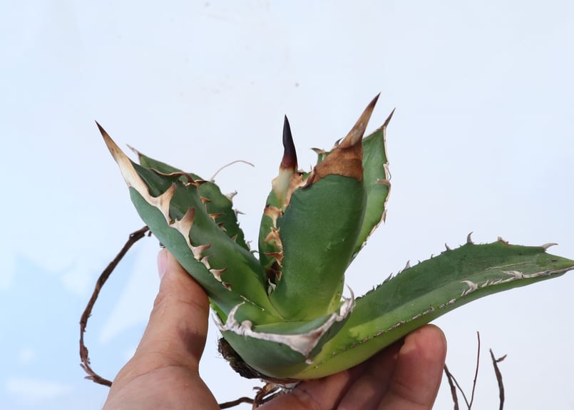 Agave titanota 'FO-76 teeth on back of leaf clo