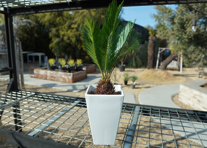 ソテツ No.2 | mana's farm:塊根植物・アガベ・ドライガーデン植物販売