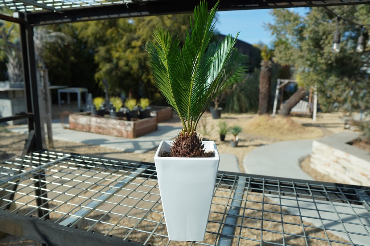 ソテツ2株 ソテツ 【観葉植物 2号】｜ 【植物のITANSE】全品送料無料・即出荷!