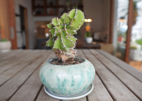 ユーフォルビア　クーペリー　Euphorbia Cooperi