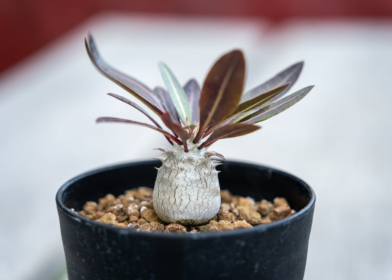 パキポディウム デンシフローラム 4頭 実生 5号ブラックポット