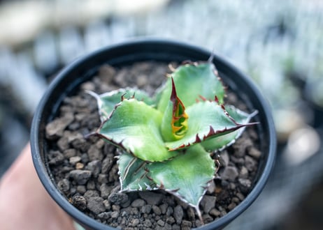 アガベ　チタノタ　ブルー　agave titanota Blue 　NO.3