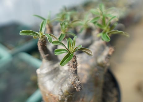 パキポディウム　グラキリス　 Pachypodium Gracilius　No.2
