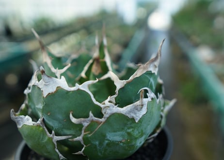 アガベ　チタノタ　白鯨　Agave titanota White whale