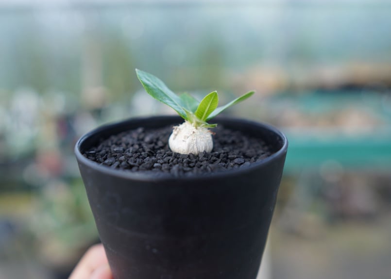 パキポディウム 恵比寿笑い Pachypodium brevicaule No.2 | man