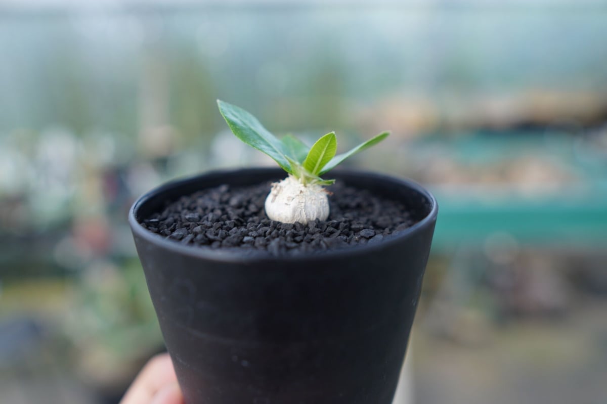 パキポディウム 恵比寿笑い Pachypodium brevicaule No.2 | man
