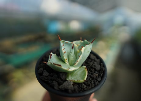 アガベ　兜蟹錦　Agave isthmensis “Kabutogani” variegata  No.2