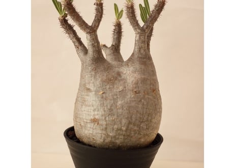 Pachypodium Gracilius パキポディウム  グラキリス  №３