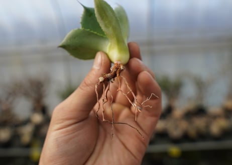 アガベ　ポタトラム　トレードウィンズ　Agave potatorum Tradewinds No.2