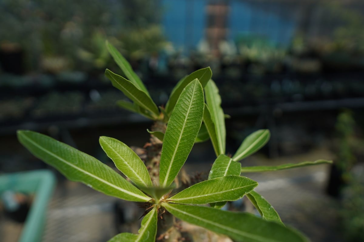 パキポディウム マカイエンセ Pachypodium makayense No.6 | man...