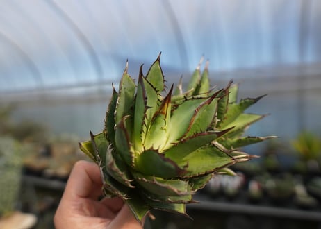 agave titanota 剣竜　No.4