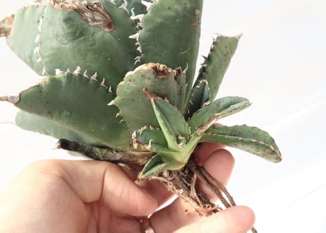 Agave titanota FO-76 compacta dwarf  no.4