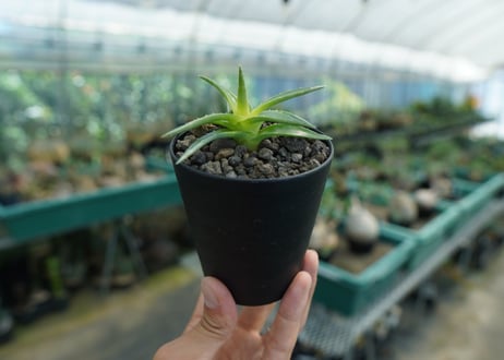 ディッキア　ムーングロー　Dyckia brevifolia  Moon Glow　No.2