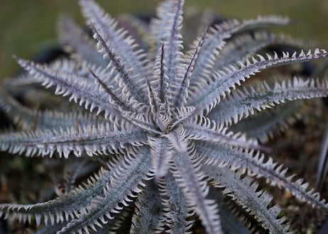 Dyckia Nagas