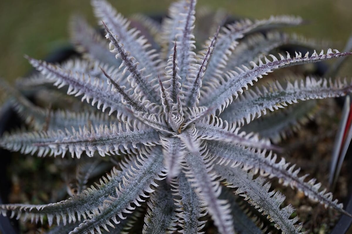 Dyckia Nagas | mana's farm:塊根植物・アガベ・ドライガーデン植物販売