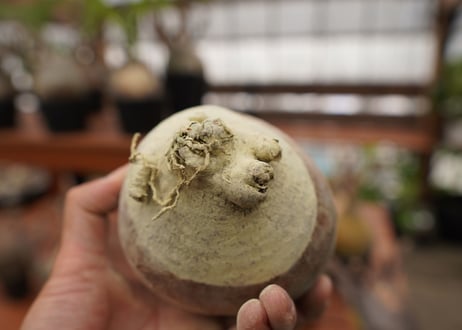 パキポディウム　グラキリス　Pachypodium gracilius　抜き苗　№108