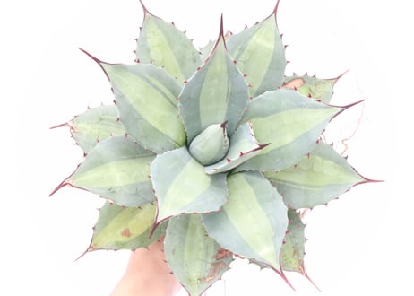 Agave　Parryi　Excelsior アガベ 吉祥天