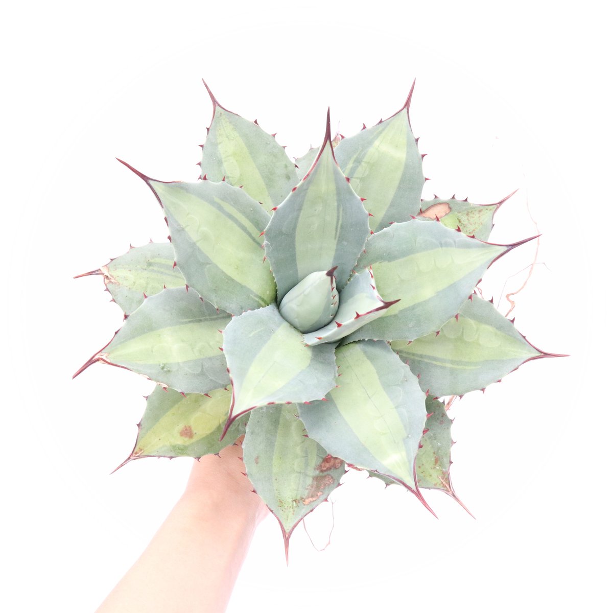Agave Parryi Excelsior アガベ 吉祥天 | mana's green:塊 Agave Parryi Excelsior アガベ 吉祥天 | mana's green:塊