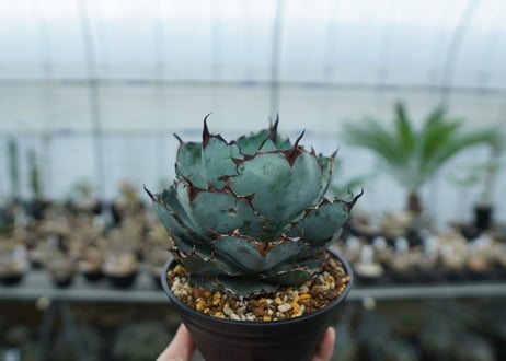 アガベ　チタノタ　 ブラックアンドブルー 　Agave titanota black and blue　NO.1