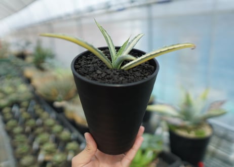 アガベ　マクロアカンサ錦　Agave macroacantha variegata NO.1