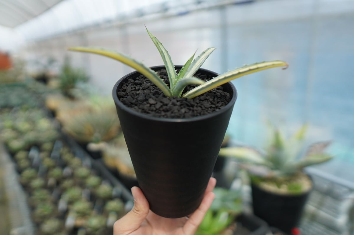 アガベ マクロアカンサ錦 Agave macroacantha variegata NO.1 アガベ マクロアカンサ錦 Agave macroacantha variegata NO.1