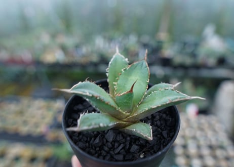 アガベ　チタノタ　FO-76　Agave titanota  FO-76　No.10