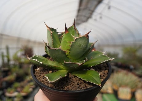 agave titanota　FO-76　NO.22