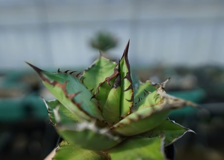アガベ　チタノタ　黒火焰　Agave titanota Black flame No.1