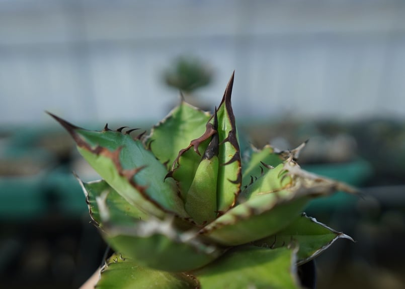 Agave ‘Night Fire‘　TC株 Agave 'Night Fire' TC株 - メルカリ