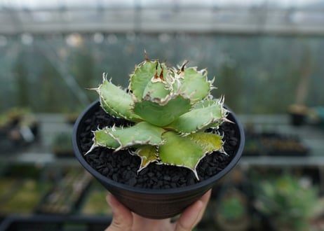 アガベ　チタノタ　フィリグリー　agave titanota filigree