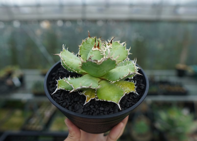 アガベ チタノタ フィリグリー agave titanota filigree | mana'