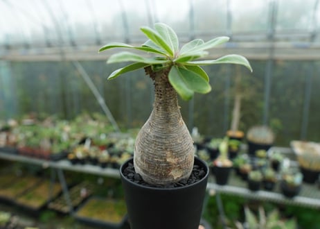 パキポディウム　マカイエンセ　Pachypodium makayense No.5