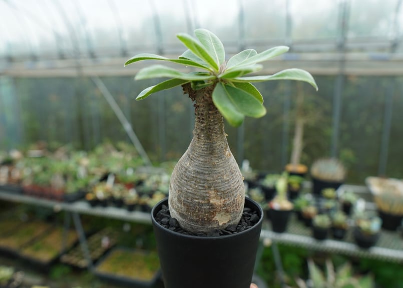 パキポディウム マカイエンセ Pachypodium makayense No.5 | man