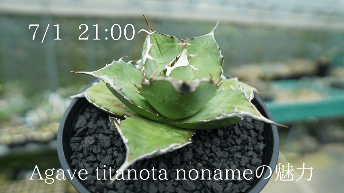 アガベ チタノタ ノーネームの魅力 | mana's green:塊根植物販売|マナ ...